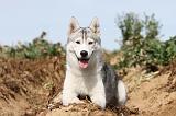 SIBERIAN HUSKY 316